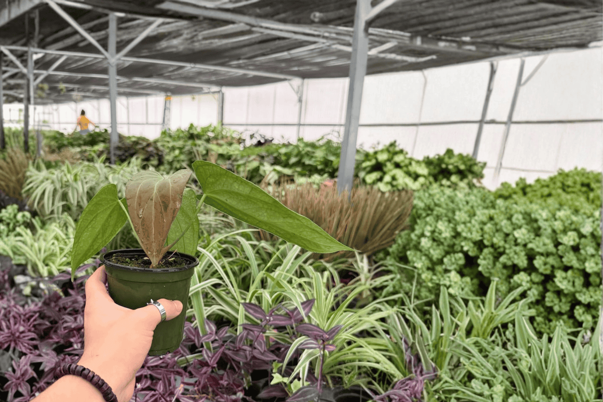 Anthurium Red Sinus x Hulk Live Plants - 4-Inch Pots (2-Pack)