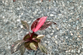 Pink Princess Philodendron Tissue Culture Starter Plant | Variegated, Rooted