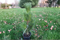 Baker Street Broom Japanese Black Pine (Pinus thunbergii ‘Baker Street Broom’) 12-Inch Live Plant