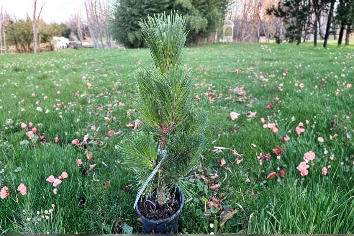 Baker Street Broom Japanese Black Pine (Pinus thunbergii ‘Baker Street Broom’) 12-Inch Live Plant