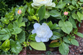 Gardenia Cape Jasmine Live Plant - 1 Inch Rooted Starter, White Flowers, Fragrant Evergreen