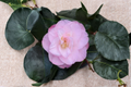 Camellia japonica ‘Dr. Tinsley’ Live Plant – 1 Gallon Pot, Pink Flowers, Evergreen Shrub