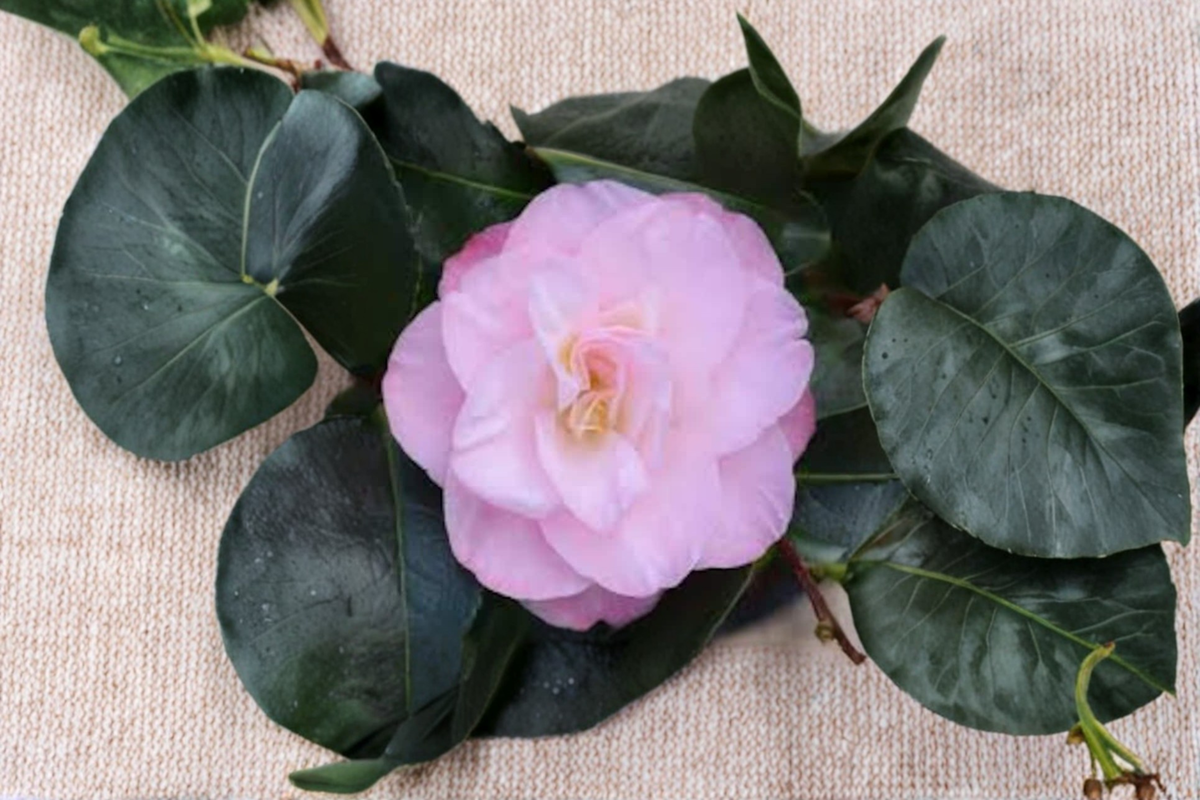 Camellia japonica ‘Dr. Tinsley’ Live Plant – 1 Gallon Pot, Pink Flowers, Evergreen Shrub