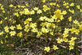 Winter Jasmine Jasminum nudiflorum - 3 Gallon Live Plant (Unrooted Cuttings Not Specified) - Yellow Winter Flowers