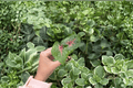 Caladium Bicolor Camilla 2 Exact Live Starter Plants