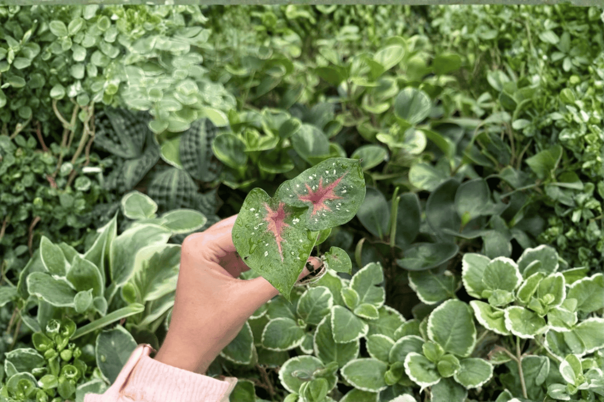 Caladium Bicolor Camilla 2 Exact Live Starter Plants