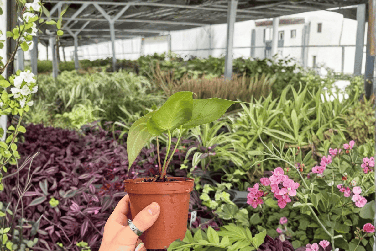 Anthurium Hoffmannii × Green Mamba | 2 Live 4-Inch Pot Plants (Exact Plants Shipped Pot-Potted)