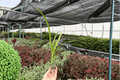 Agapanthus Storm Cloud Live Starter Plants – 2 Pack