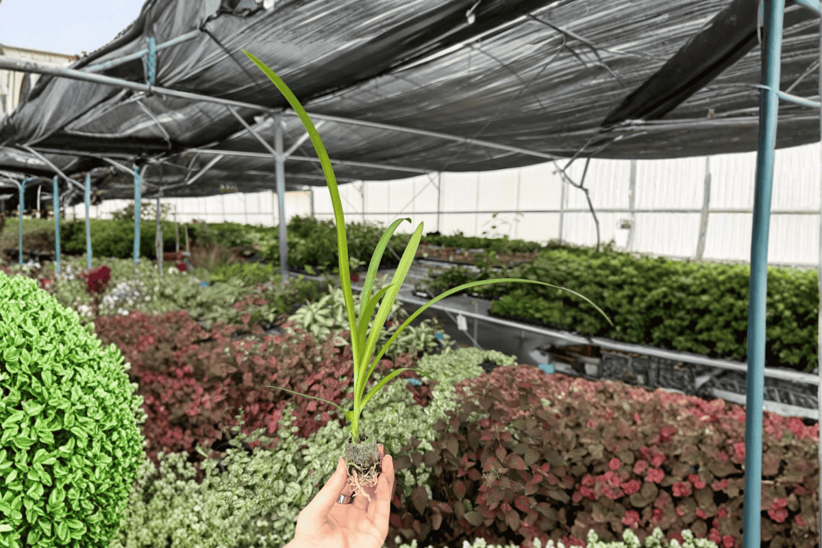 Agapanthus Storm Cloud Live Starter Plants – 2 Pack