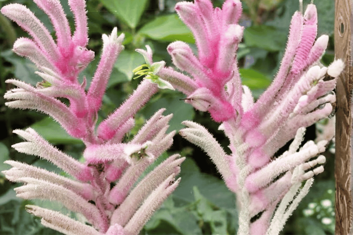 Pink Beauty Kangaroo Paw Anigozanthos ‘Pink Beauty’ - 1 Gallon Live Plant