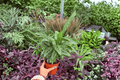 Calathea Vittata (Goeppertia elliptica ‘Vittata’) - 2 Live Plants in 4-Inch Pots