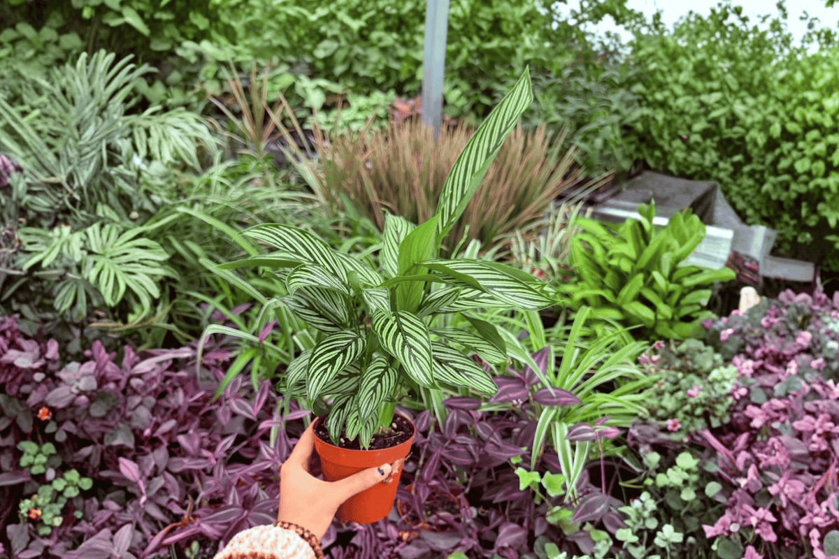 Calathea Vittata (Goeppertia elliptica ‘Vittata’) - 2 Live Plants in 4-Inch Pots