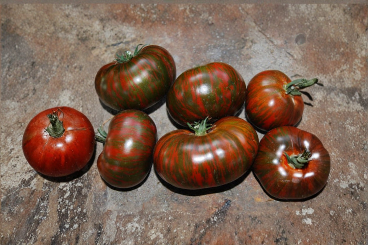 Chocolate Stripe Tomato Seeds - Heirloom Mahogany-Striped Slicing Tomato Seed Pack (10 Seeds) USA Grown
