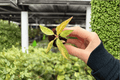 Philodendron Orange Princess Starter Plants (2 Live Plugs) – Exact Plants Pictured