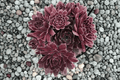 Chick Charms Chocolate Kiss Hens and Chicks Sempervivum – 1 Live Plant in 4-Inch Pot (Chocolate Kiss)