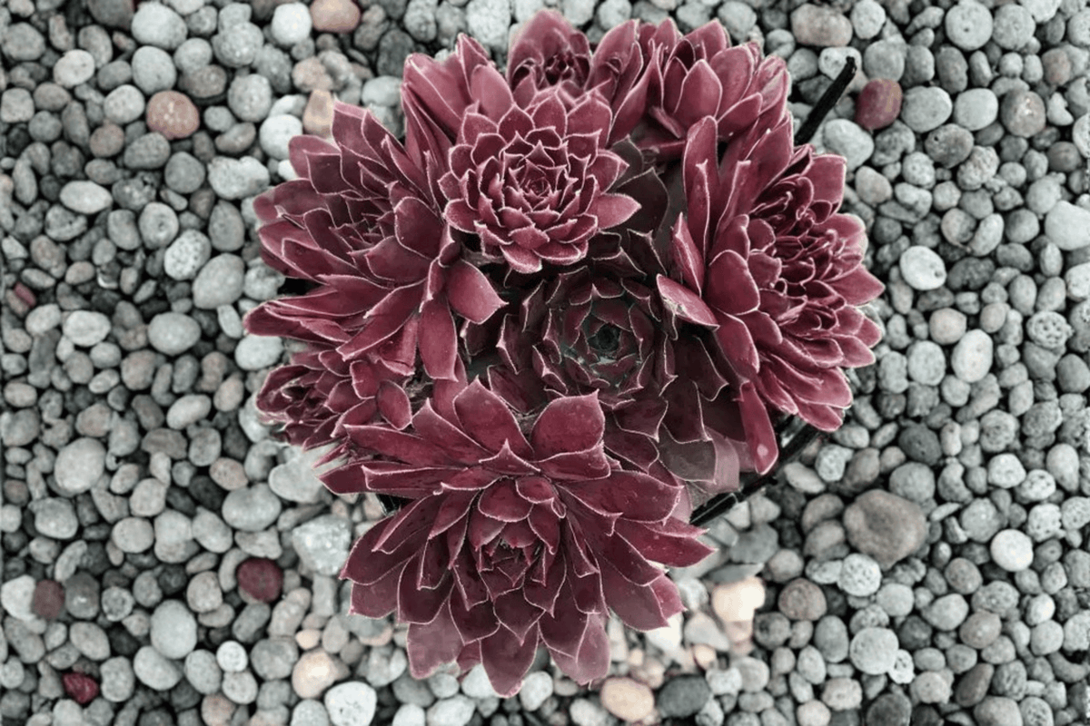 Chick Charms Chocolate Kiss Hens and Chicks Sempervivum – 1 Live Plant in 4-Inch Pot (Chocolate Kiss)