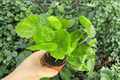 Arabica Coffee Coffea arabica Starter Plants - 2 Live Bare Root Starter Plants, 2-Inch Nursery Size