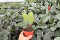 Anthurium Xone × Dressleri - 2 Exact Live Plants, 4-Inch Pot Bare Root