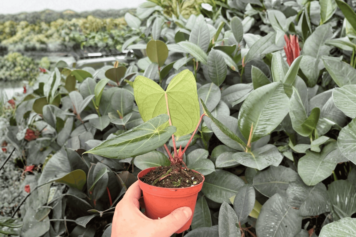 Anthurium Xone × Dressleri - 2 Exact Live Plants, 4-Inch Pot Bare Root