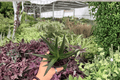 Aloe Black Gem 2 Live Plants in 4-Inch Pots | Exact Plants