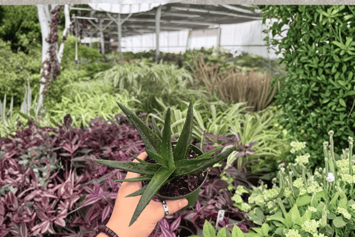 Aloe Black Gem 2 Live Plants in 4-Inch Pots | Exact Plants