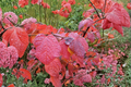 Redbud Hazel (Disanthus cercidifolius) Live Plant - 2 Gallon Pot