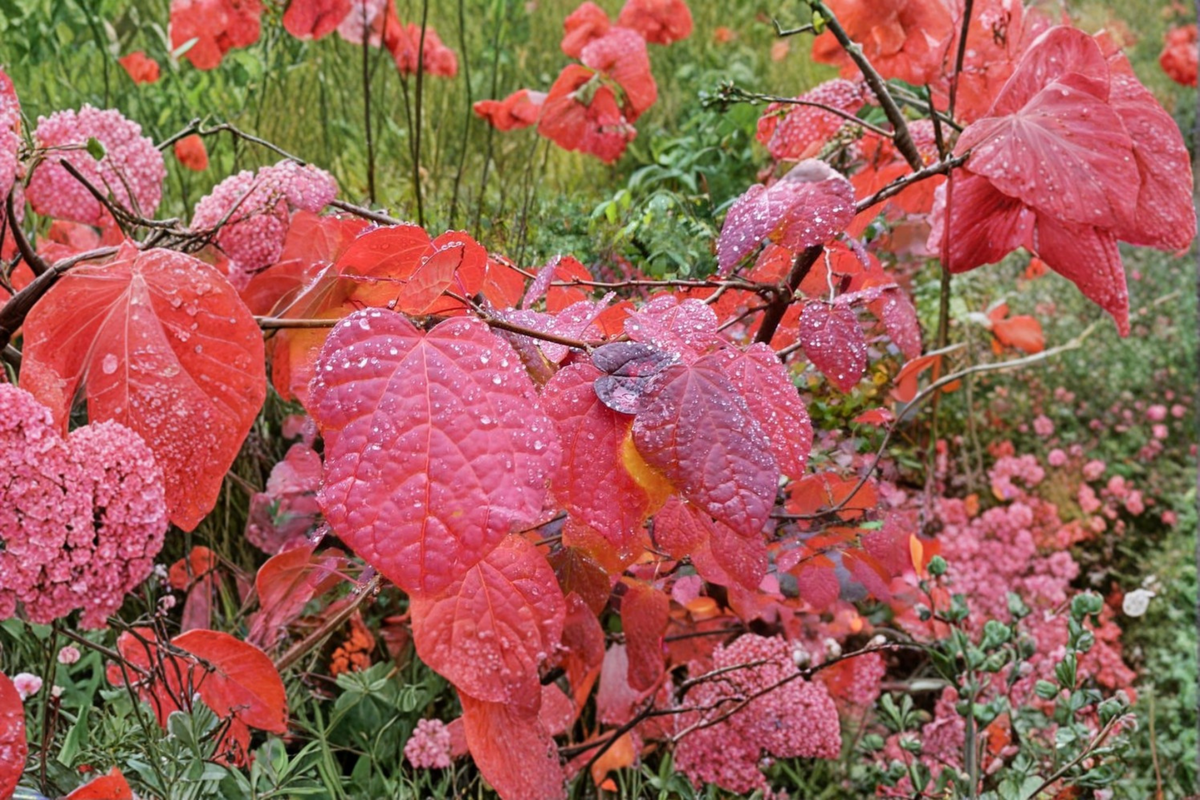 Redbud Hazel (Disanthus cercidifolius) Live Plant - 2 Gallon Pot