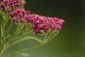 Island Pink Yarrow - 1 Live Plant in 4-Inch Pot | Achillea millefolium ‘Island Pink’