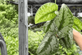 Scindapsus Exotica (Exotica Pictus) - 2 Live Plants in 4-Inch Pots