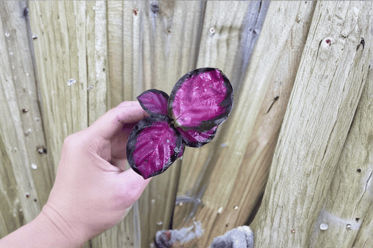 Calathea Crimson Starter Plants (2-Pack) Bare Root Live Houseplants