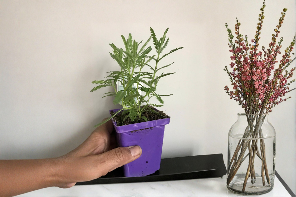 French Lavender Live Plant Lavandula multifida Rooted 5–8 Inch | Free Shipping