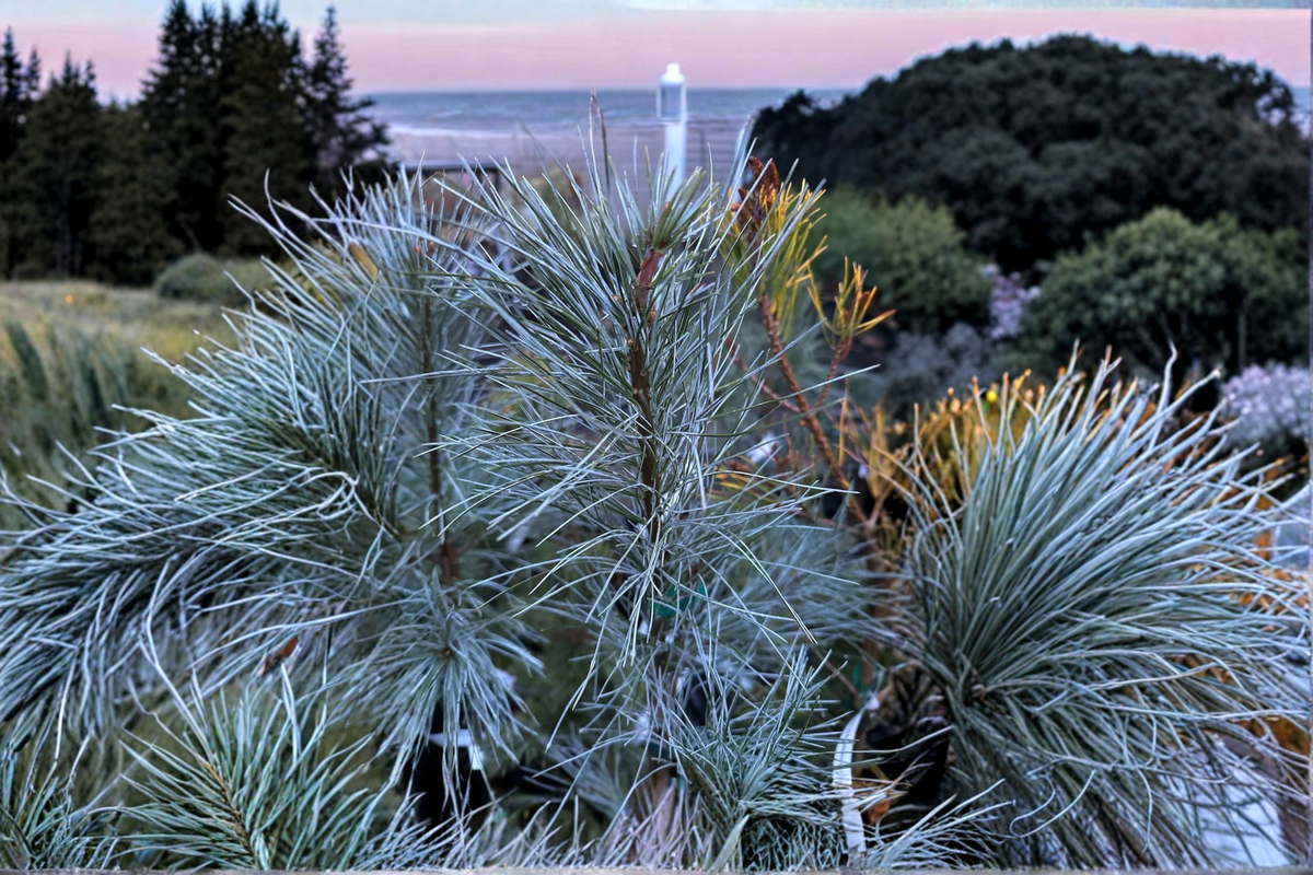 White Mountain Eastern White Pine - Pinus strobus ‘White Mountain’ Live Plant, 18" in 1-Gallon Pot