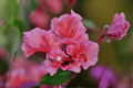 Mountain Garland Clarkia unguiculata - 4-Inch Live Plant