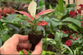 Aglaonema Sunrise Red Starter Live Plants (2 in Pot) – 2 Plants