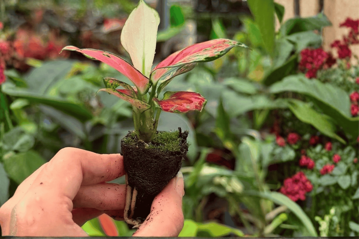 Aglaonema Sunrise Red Starter Live Plants (2 in Pot) – 2 Plants