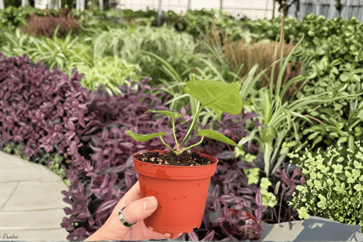 Anthurium Silver Red x Magnificum - 2 Live Plants in 4" Pots (Exact Plants Shipped)