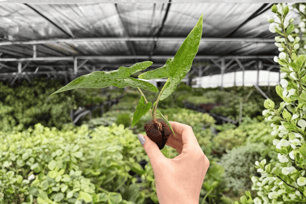 Alocasia Sabrina Narrow Starter Plants (2) | Live Tropical Aroid
