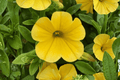 Calibrachoa MiniFamous Uno Yellow Million Bells - 4-Inch Pot, 1 Live Plant
