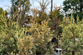 Arborvitae Colubia Thuja occidentalis Quart Pot Live Plant