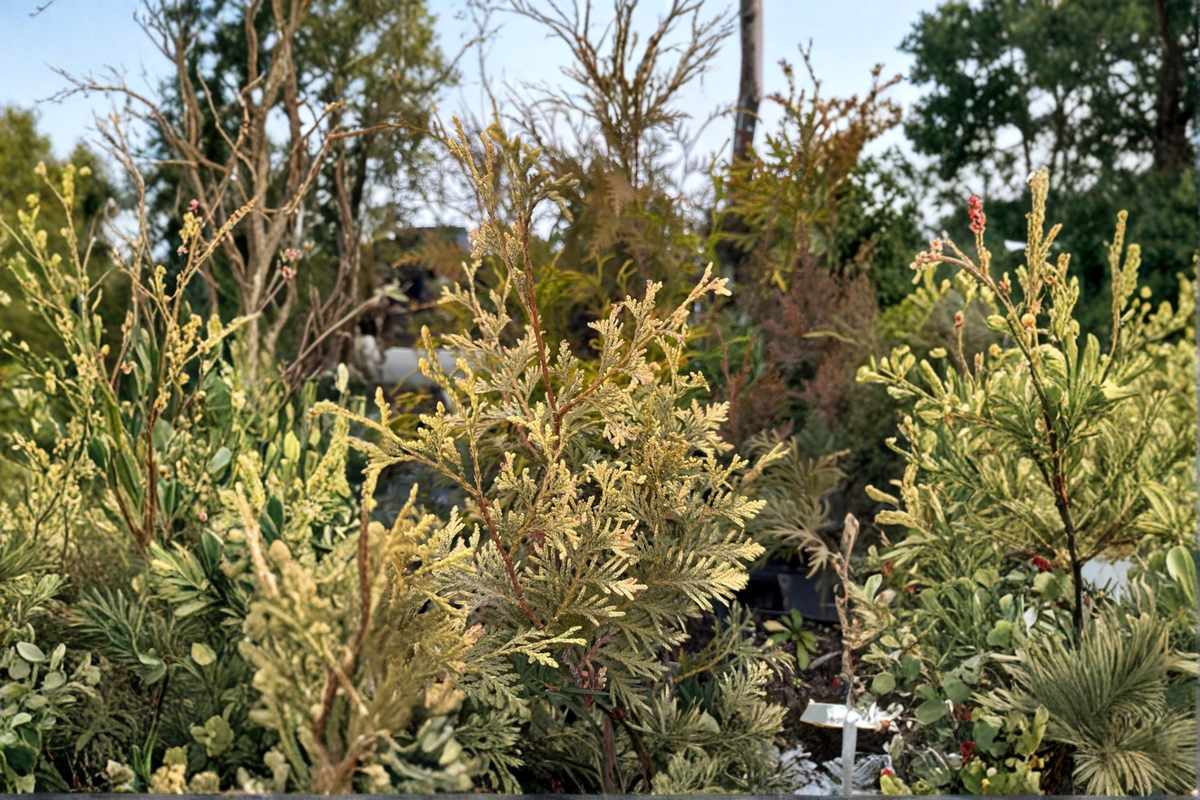 Arborvitae Colubia Thuja occidentalis Quart Pot Live Plant
