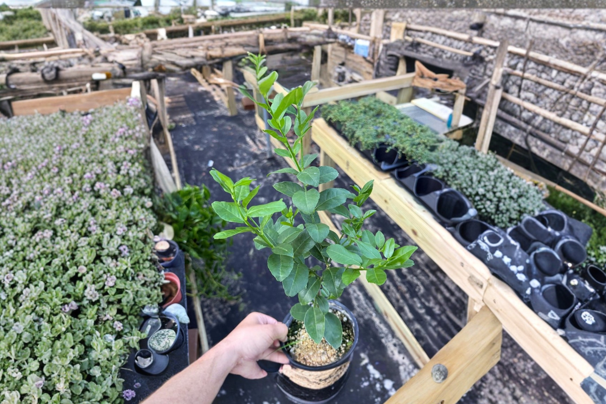 Key Lime Tree - Grafted Citrus Live Plant, Rooted Starter or Cutting, Indoor/Outdoor