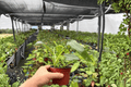 Philodendron Glad Hands - 2 Bare-Root 4-Inch Live Plants