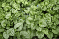 Sea Heart Siberian Bugloss (Brunnera macrophylla 'Sea Heart') - 1 Gallon Live Plant
