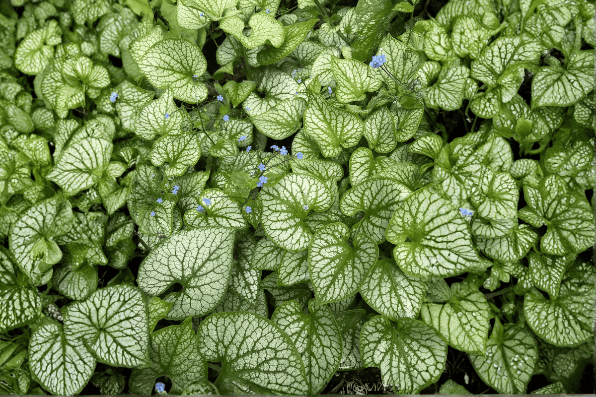 Sea Heart Siberian Bugloss (Brunnera macrophylla 'Sea Heart') - 1 Gallon Live Plant