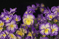 Sweetheart MagnifiScent Viola Live Plant (Viola × hybrida 'Sweetheart') - 4-Inch Pot
