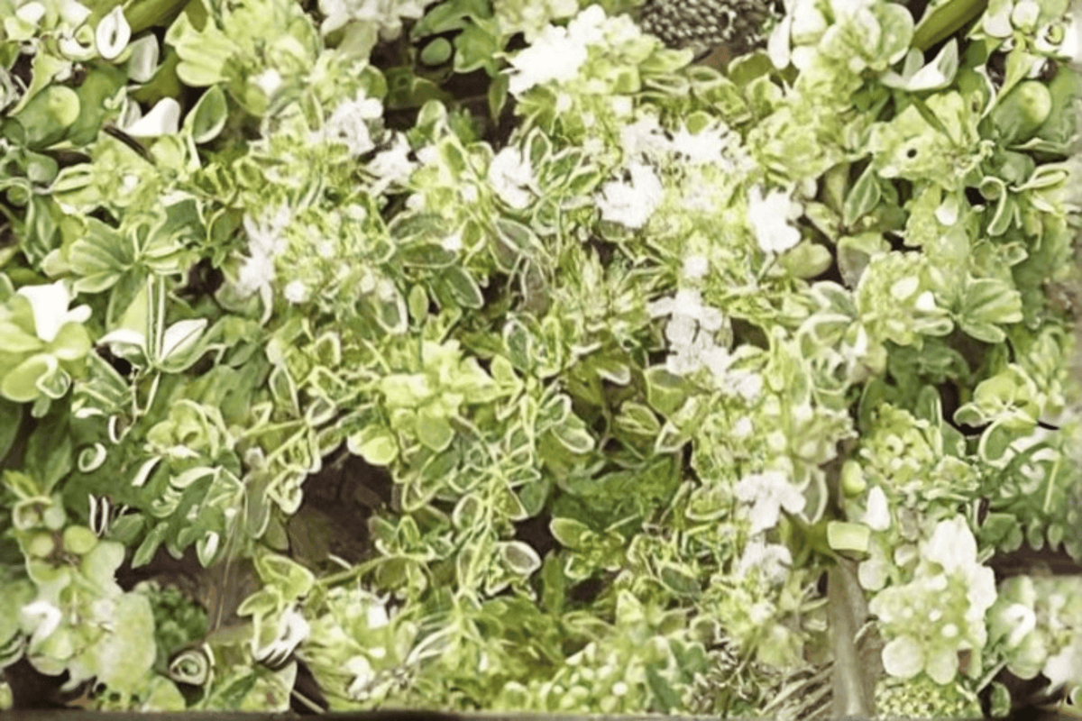 Highland Cream Creeping Thyme - 1 Live Plant in 4-Inch Pot | Thymus praecox 'Highland Cream'