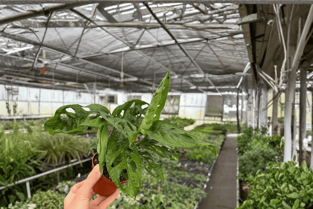 Monstera Adansonii Wide Form – 2 Live Plants in 4-Inch Pots