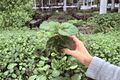 My Guy Hibiscus 2 Starter Plants – Hibiscus rosa-sinensis ‘My Guy’ (Bare Root, 2-Inch Pots, No Blooms)