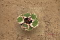 Strawberry Begonia Saxifraga stolonifera Live Plant in 2-Inch Pot