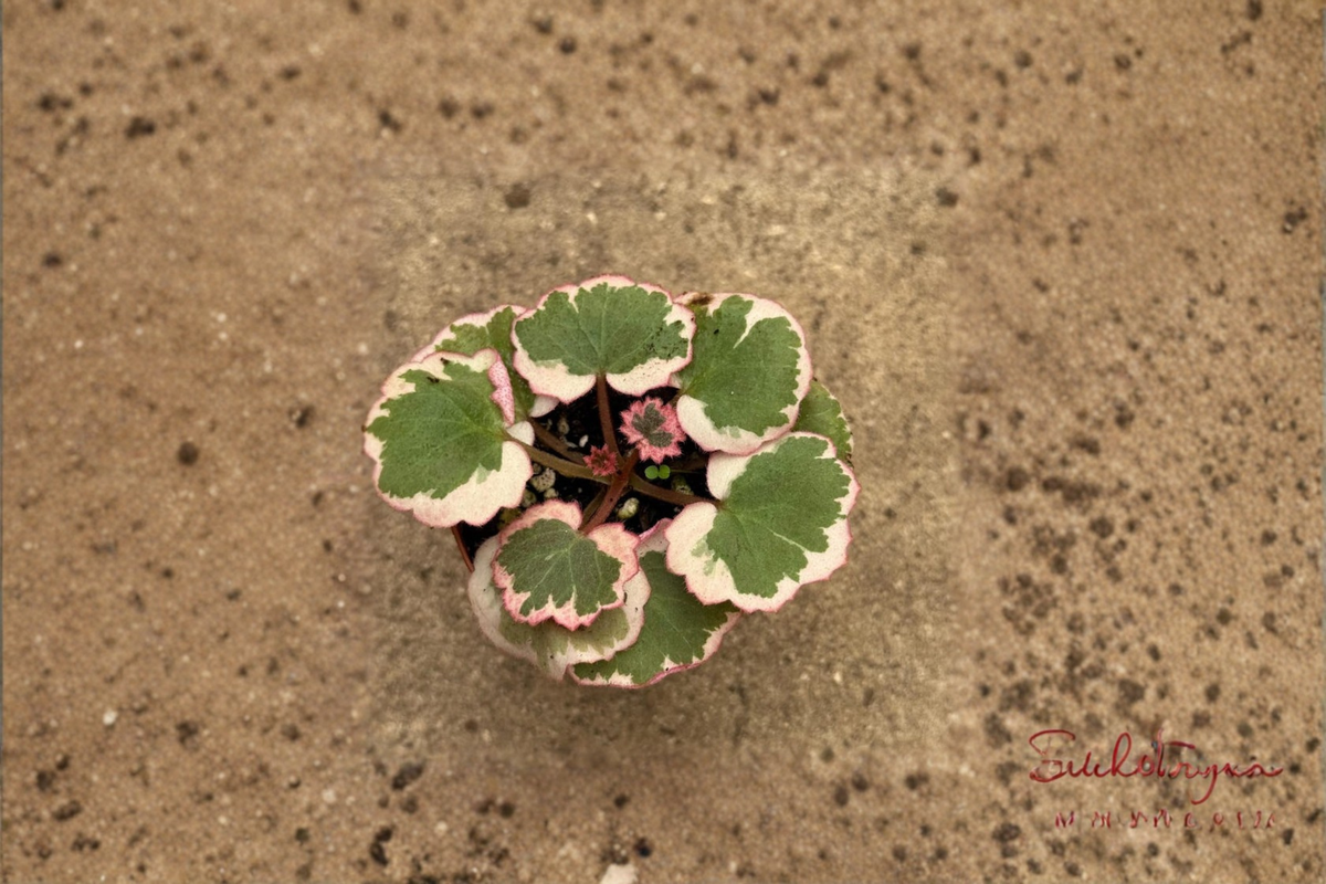 Strawberry Begonia Saxifraga stolonifera Live Plant in 2-Inch Pot